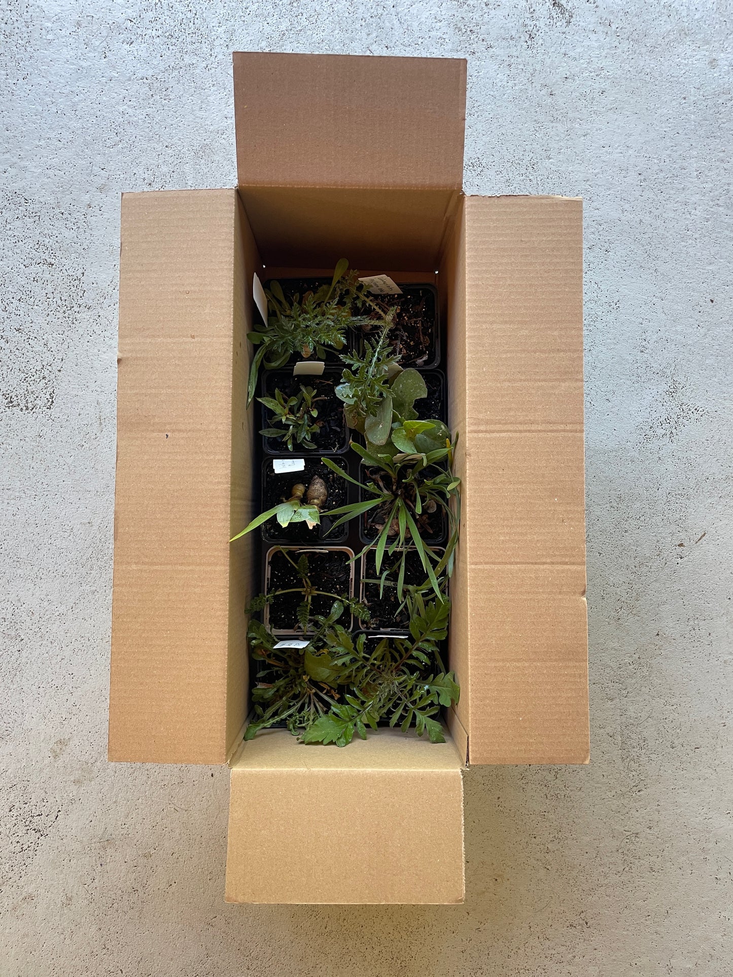 Staudenpaket: Hitzeprofis - Landstreich´s Choice